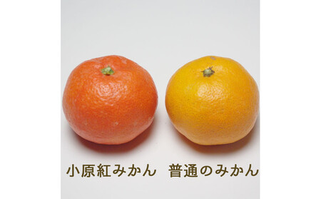 『2025年冬先行受付』香川オリジナル品種「紅みかん(小原紅早生)」2.5kg[のしシール付き]