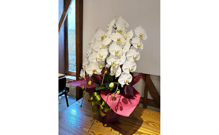 品質抜群 胡蝶蘭3本立て