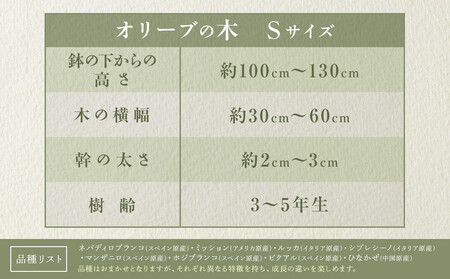 オリーブの木　Sサイズ　高さ約100～130cm