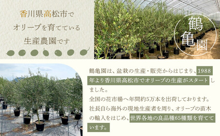 オリーブの木　XSサイズ　高さ80～100cm