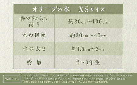 オリーブの木　XSサイズ　高さ80～100cm
