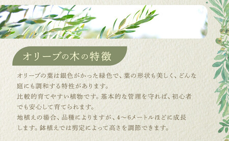 オリーブの木 XXSサイズ 高さ約50~80cm