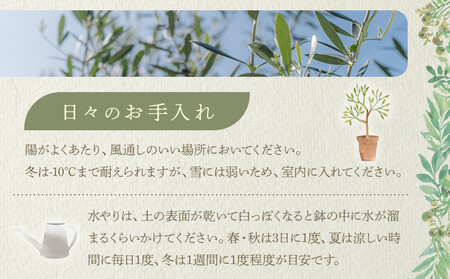 オリーブの木 XXSサイズ 高さ約50~80cm