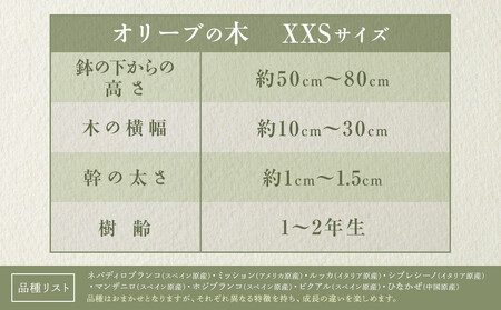 オリーブの木 XXSサイズ 高さ約50~80cm