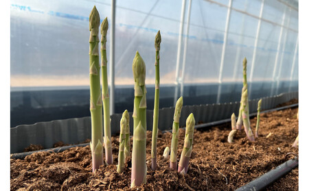 JA香川県　冷凍アスパラ(さぬきのめざめ)8袋