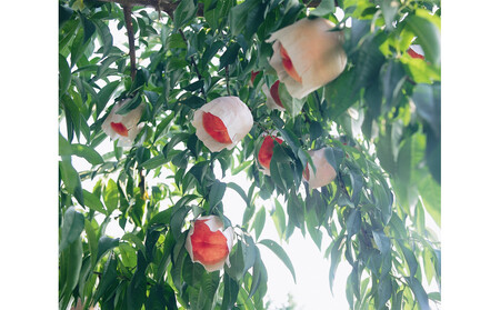 SANUKIFROZEN 桃 100g×8袋