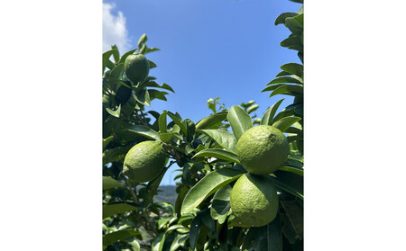 SANUKIFROZEN 璃の香 500g×4袋