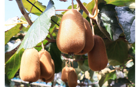 SANUKIFROZEN キウイフルーツ(香緑) 500g×4袋