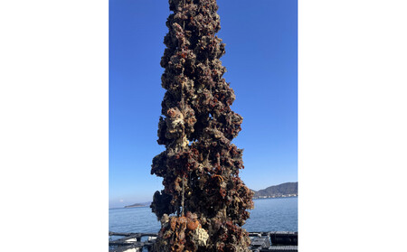 加熱用 殻付き牡蛎1kg