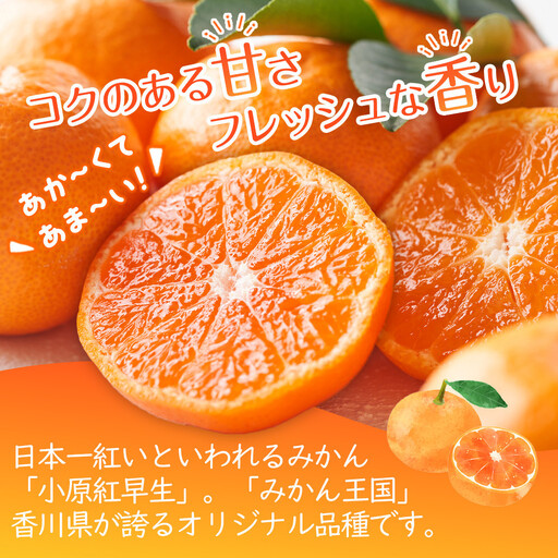 【2026年11月中旬より発送】特秀品！真っ赤なお蜜柑「小原紅早生」約3kg