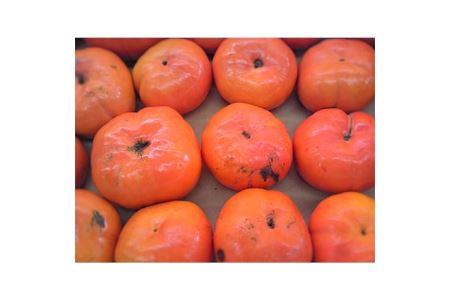 【限定企画1000セット・2021年9~10月発送】ご家庭用 早秋柿(小玉) 約3kg 【1104410】
