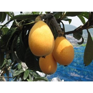 【2021年4~6月発送】ハウスびわ 約1kg【1104909】