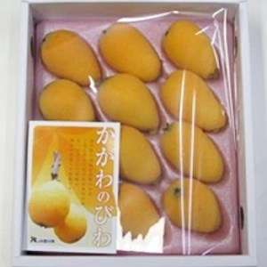 ハウスびわ化粧箱 約500g【1104910】
