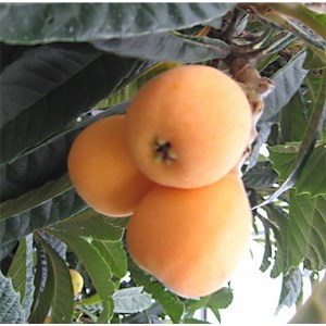 【2021年5~6月発送】陽玉びわ化粧箱 約500g【1104394】