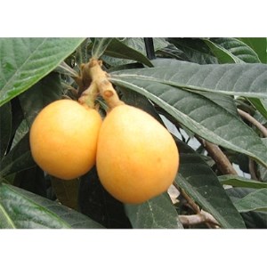 【2021年5~6月発送】なつたよりびわ 約1kg (約250g×4パック)【1104396】