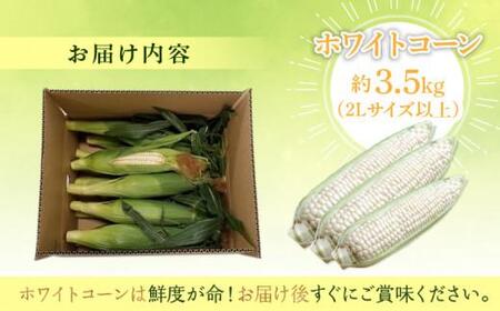 ＼寄附額改定／太物2Lサイズ以上!瀬戸内ホワイトコーン 約3.5kg【2026-6月中旬～2026-7月中旬配送】