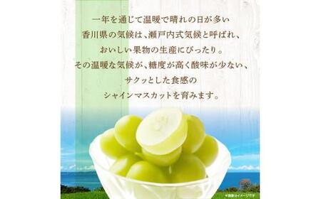 ご家庭用シャインマスカット 約 2kg ぶどう 【2026-8月下旬～2026-9月下旬配送】