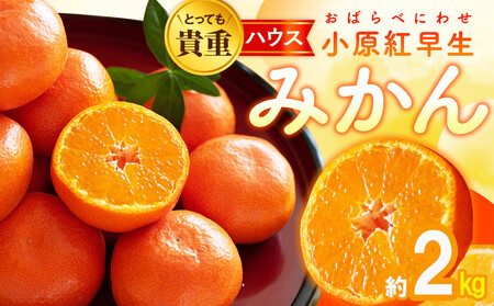 とっても貴重　ハウス小原紅早生みかん　約2kg【2025年6月中旬～2025年8月上旬配送】