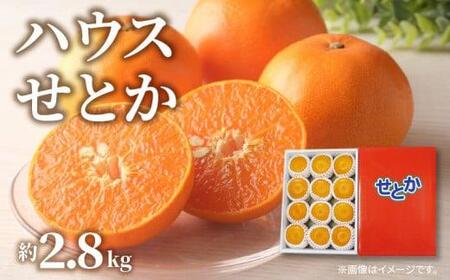 ハウスせとか　約2.8kg【2026年1月下旬～2026年2月下旬配送】