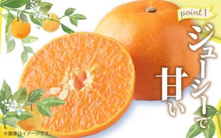 ハウスせとか　約2.8kg【2026年1月下旬～2026年2月下旬配送】