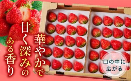 ケーキ用 さぬきひめいちご 4トレー(各約280g)【2024年1月上旬～2024年