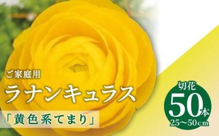 ご家庭用 ラナンキュラス「黄色系てまり」切花50本(長さ25～50cm)【2025-1月中旬～2025-4月上旬配送】