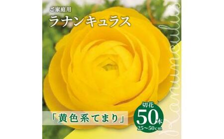 ご家庭用 ラナンキュラス「黄色系てまり」切花50本(長さ25～50cm)【2025-1月中旬～2025-4月上旬配送】