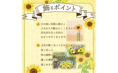 ヒマワリ切花(長さ60～80cm)【2025-6月上旬～2025-9月下旬配送】