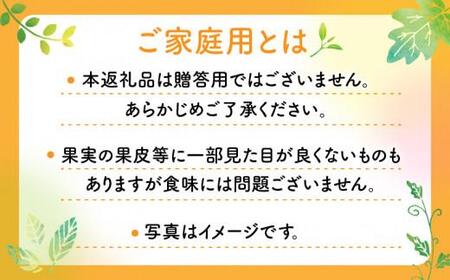 柑橘の救世主 訳あり ご家庭用 あすみ 約5kg【2026-2月上旬～2026-3月上旬配送】