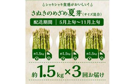 香川県産アスパラガス定期便K