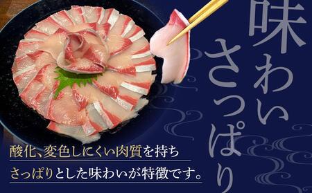 オリーブハマチ 半身 約1kg