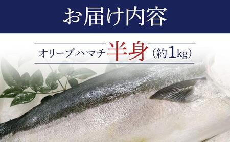 オリーブハマチ 半身 約1kg
