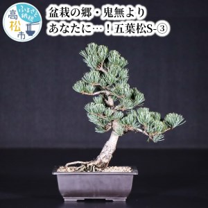 鬼無植木盆栽センター】盆栽の郷・鬼無より あなたに…！＿五葉松S