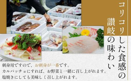 天然真鯛 刺身用（4人～5人前）