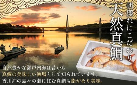 天然真鯛 刺身用（6人～7人前）