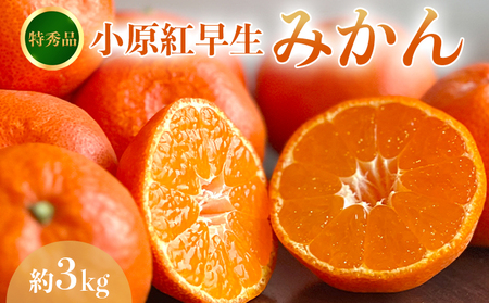 【2026年11月中旬～】【特秀品】みかん 小原紅早生 約3kg みかん