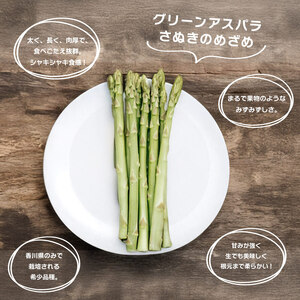 【2026年先行予約】 グリーンアスパラガス さぬきのめざめ 500g アスパラ