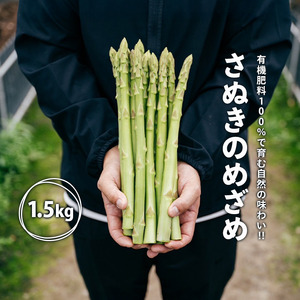 【2026年先行予約】 グリーンアスパラガス さぬきのめざめ 1.5kg アスパラ