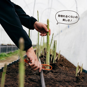 【2026年先行予約】 グリーンアスパラガス さぬきのめざめ 1.5kg アスパラ