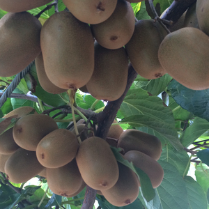 一口サイズ！ さぬきキウイっこ 約1kg  キウイ 【goshiki027】