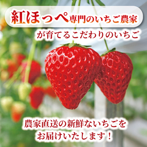 いちご 苺 紅ほっぺ 1kg 2月配送 苺