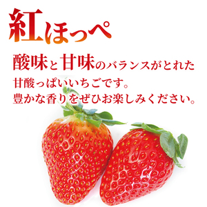 いちご 苺 紅ほっぺ 500g 3月配送 いちご