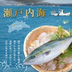 天然 はまち刺身 約300g ハマチ 冷凍