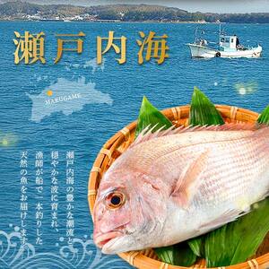 天然 真鯛刺身 約450g 鯛 冷凍