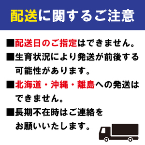 レアチーズ 3個 チーズケーキ