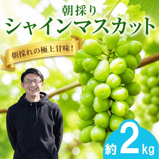 【早期予約】朝採りシャインマスカット 約2kg(3房～4房) 名峰讃岐富士育ち 煌めきの果実 マスカット シャインマスカット ぶどう 葡萄 ブドウ フルーツ 果物 香川県 丸亀市