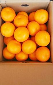 【先行予約】はっさく 約5kg 八朔 八朔 はっさく