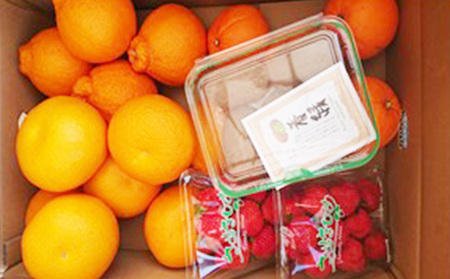 フルーツ盛り合わせ 3～5種類 フルーツ 果物