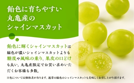 【先行予約】 シャインマスカット 約2kg 3～5房 丸亀産 シャインマスカット