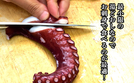 北海道稚内産 お刺身ボイルたこ足1本 約1.3kg～1.6kg【配送不可地域：離島・沖縄県】